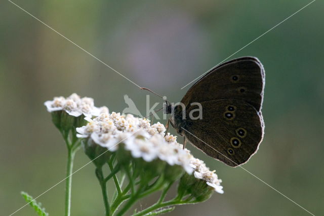 Fluitekruid (Anthriscus sylvestris)