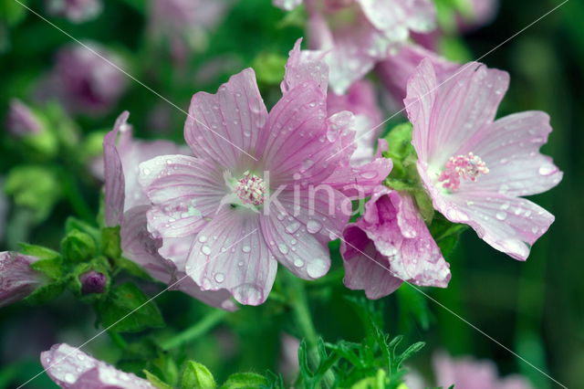 Common Mallow (Malva sylvestris)