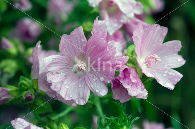 Groot kaasjeskruid (Malva sylvestris)