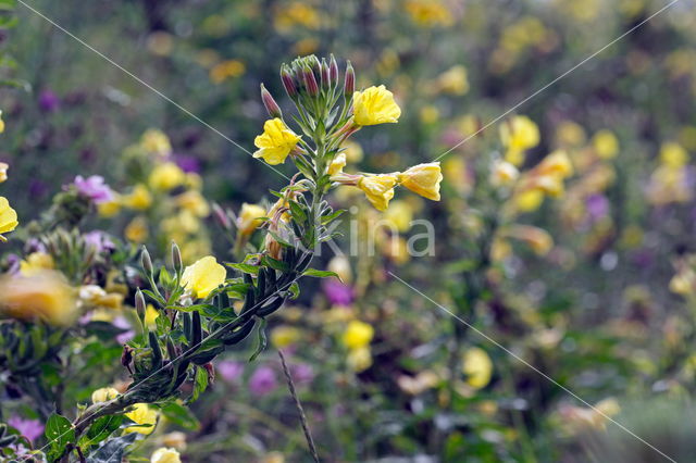 Evening Primrose (Oenothera tetragona)