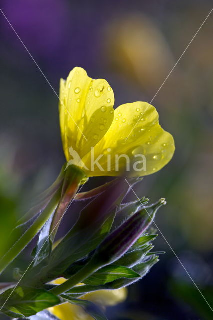 Meadow Crane's-bill (Geranium pratense)