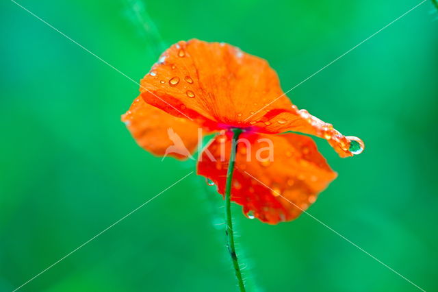 Poppy (Papaver spec.)