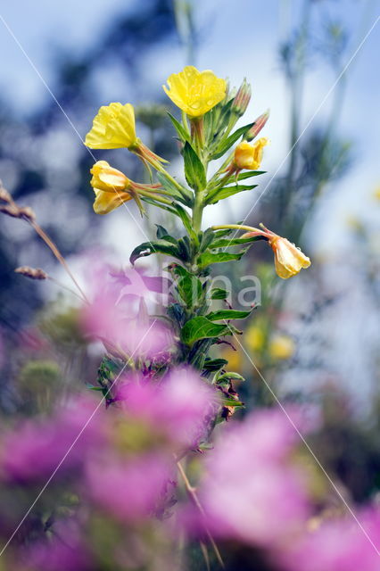 Teunisbloem (Oenothera tetragona)