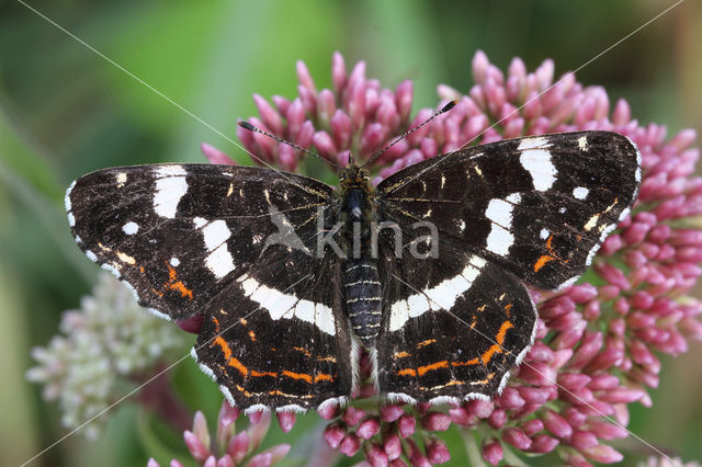 Landkaartje (Araschnia levana)