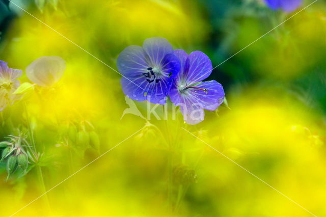 Beemdooievaarsbek (Geranium pratense)