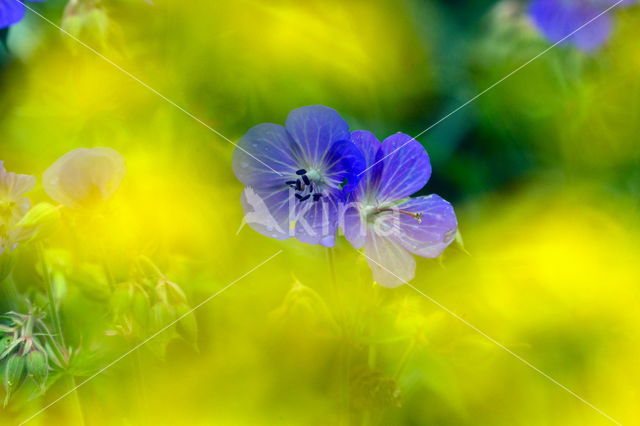 Beemdooievaarsbek (Geranium pratense)