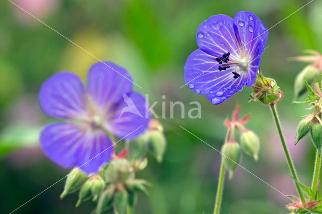 Beemdooievaarsbek (Geranium pratense)