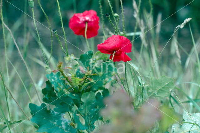 Klaproos (Papaver spec.)