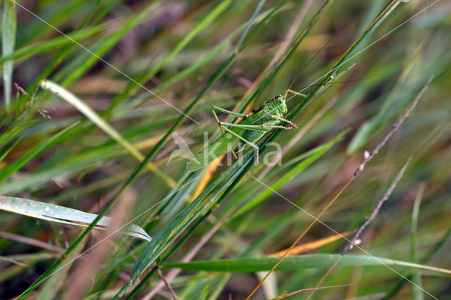 Great Green Bush-cricket (Tettigonia viridissima)