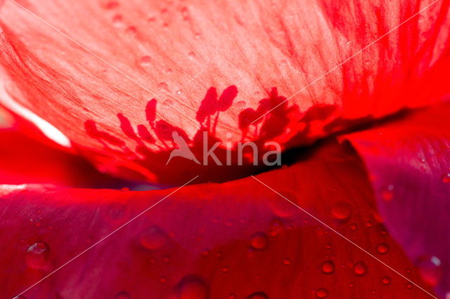 Klaproos (Papaver spec.)