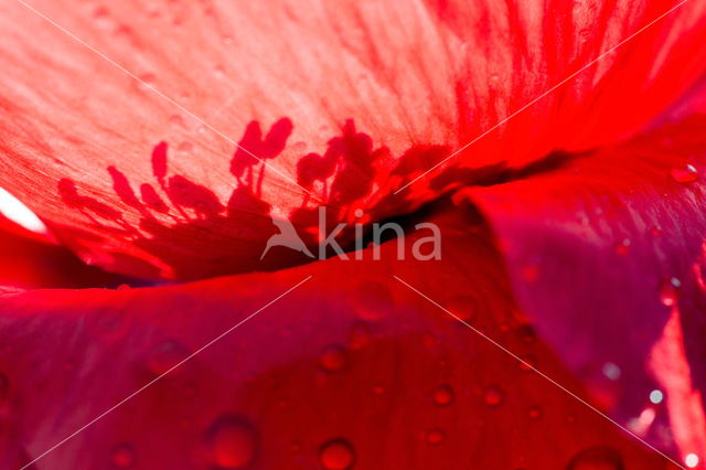 Poppy (Papaver spec.)