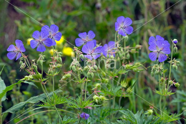 Beemdooievaarsbek (Geranium pratense)