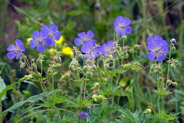 Meadow Crane's-bill (Geranium pratense)