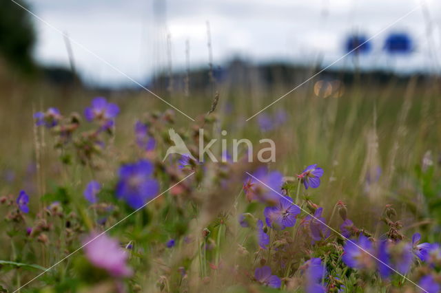 Meadow Crane's-bill (Geranium pratense)