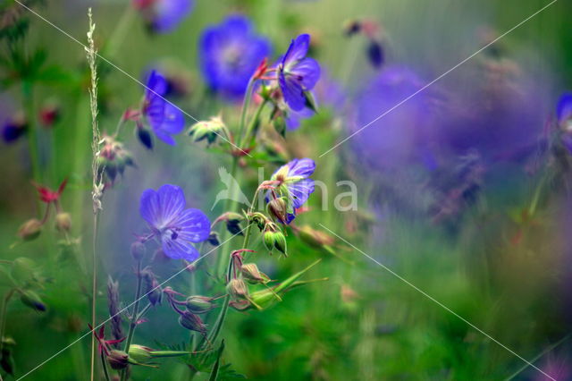 Beemdooievaarsbek (Geranium pratense)