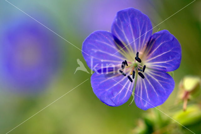 Beemdooievaarsbek (Geranium pratense)