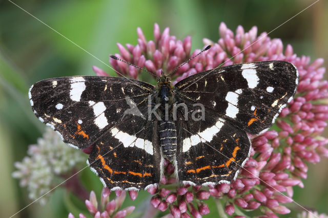 Landkaartje (Araschnia levana)