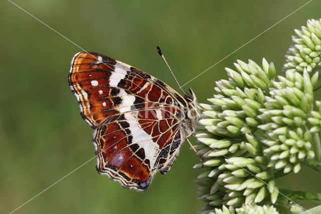 Landkaartje (Araschnia levana)