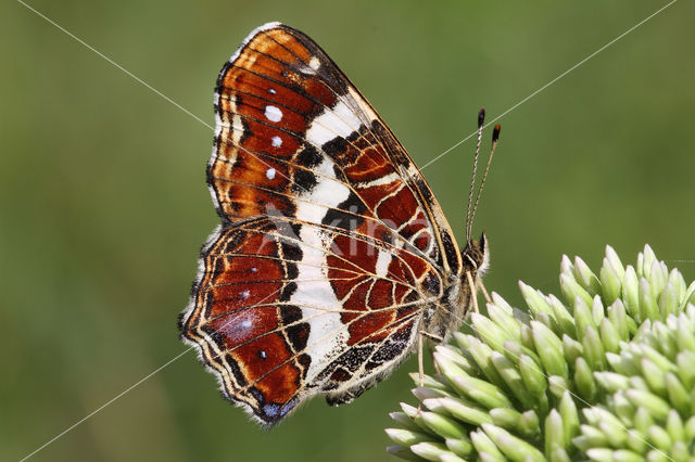 Landkaartje (Araschnia levana)