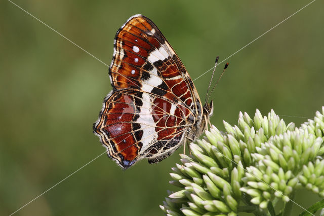 Landkaartje (Araschnia levana)