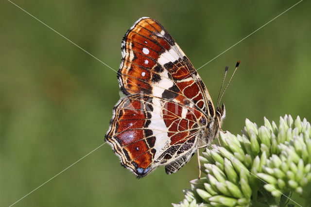 Landkaartje (Araschnia levana)