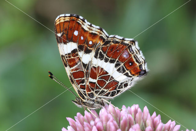 Landkaartje (Araschnia levana)