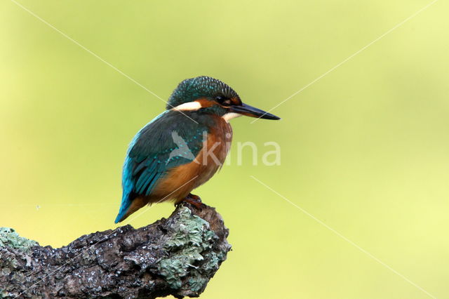 IJsvogel (Alcedo atthis)