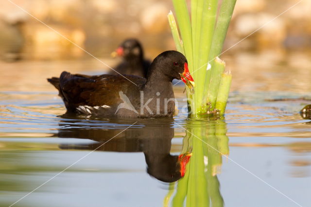 Waterhoen (Gallinula chloropus)