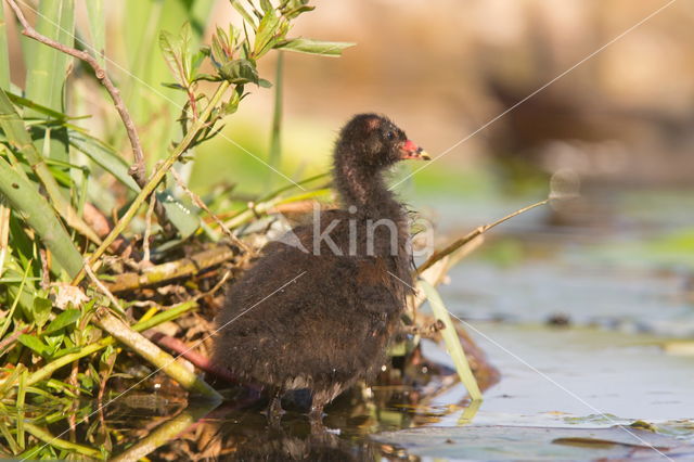 Waterhoen (Gallinula chloropus)