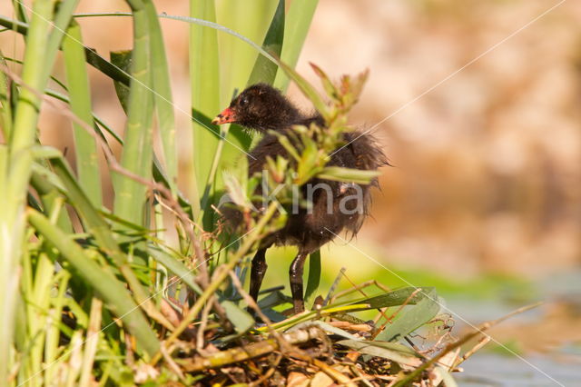 Waterhoen (Gallinula chloropus)