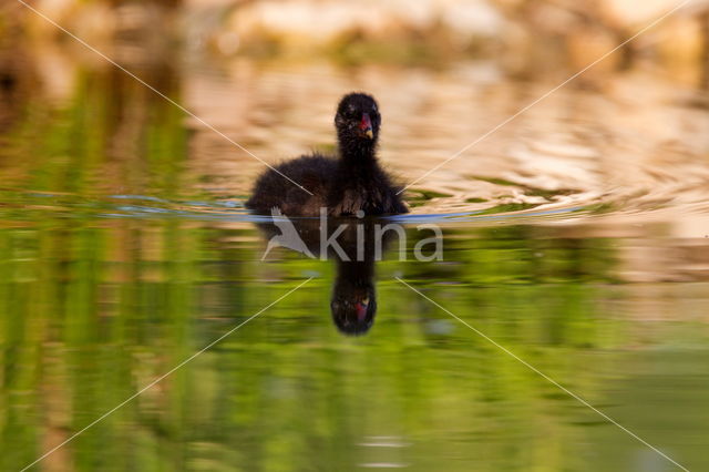 Waterhoen (Gallinula chloropus)