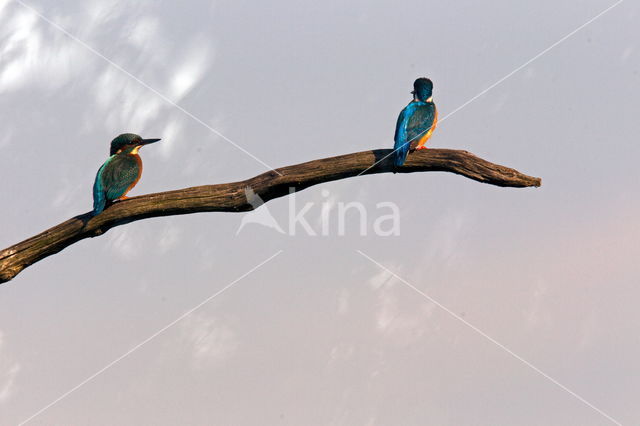 Kingfisher (Alcedo atthis)