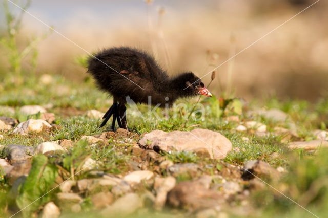 Waterhoen (Gallinula chloropus garmani)