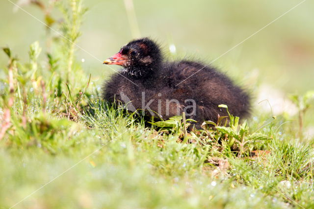 Waterhoen (Gallinula chloropus)