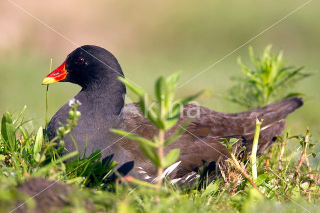 Waterhoen (Gallinula chloropus)