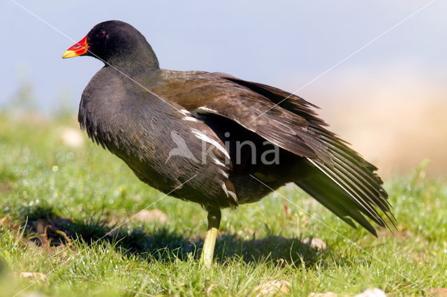 Waterhoen (Gallinula chloropus)