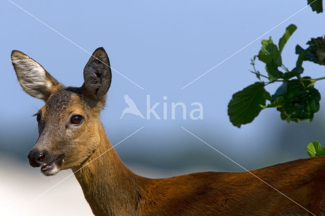 Roe Deer (Capreolus capreolus)