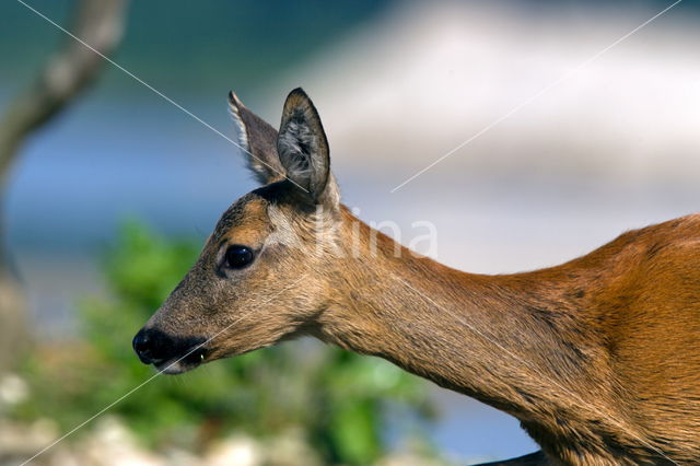 Roe Deer (Capreolus capreolus)