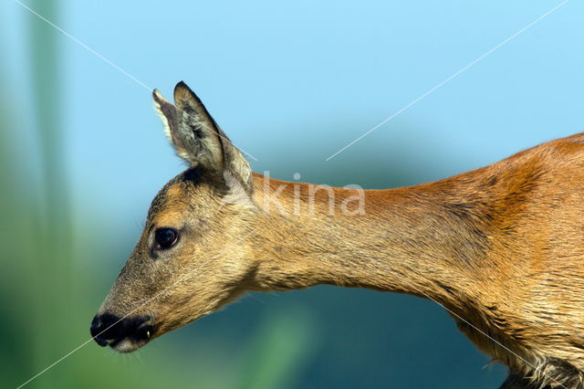 Roe Deer (Capreolus capreolus)