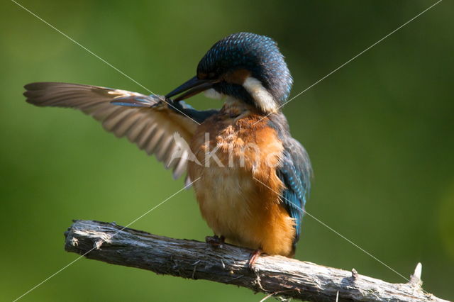 IJsvogel (Alcedo atthis)