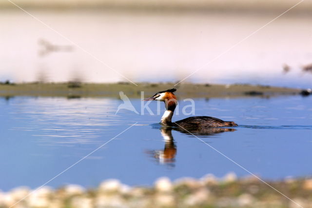 Great Crested Grebe (Podiceps cristatus)