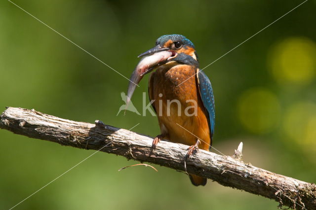 Kingfisher (Alcedo atthis)