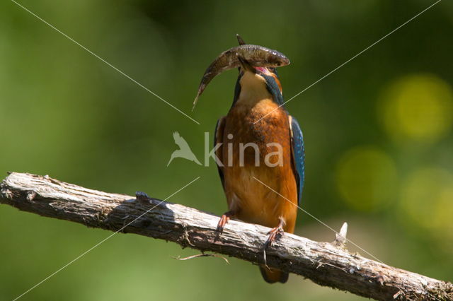 Kingfisher (Alcedo atthis)