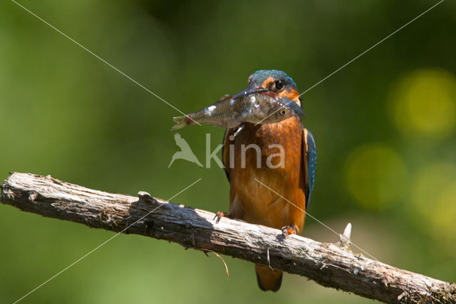 Kingfisher (Alcedo atthis)