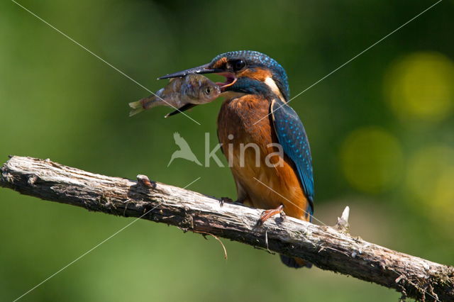 Kingfisher (Alcedo atthis)