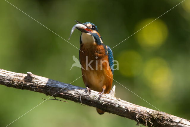 Kingfisher (Alcedo atthis)