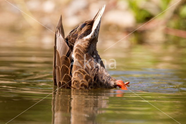 Wilde Eend (Anas platyrhynchos)