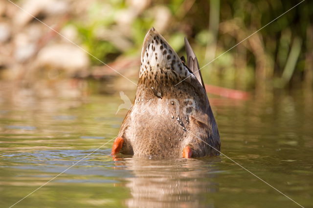 Wilde Eend (Anas platyrhynchos)