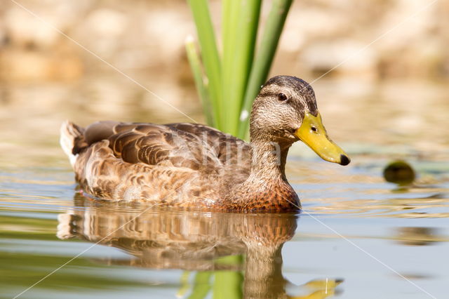 Wilde Eend (Anas platyrhynchos)