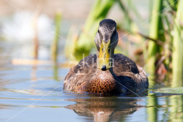 Mallard